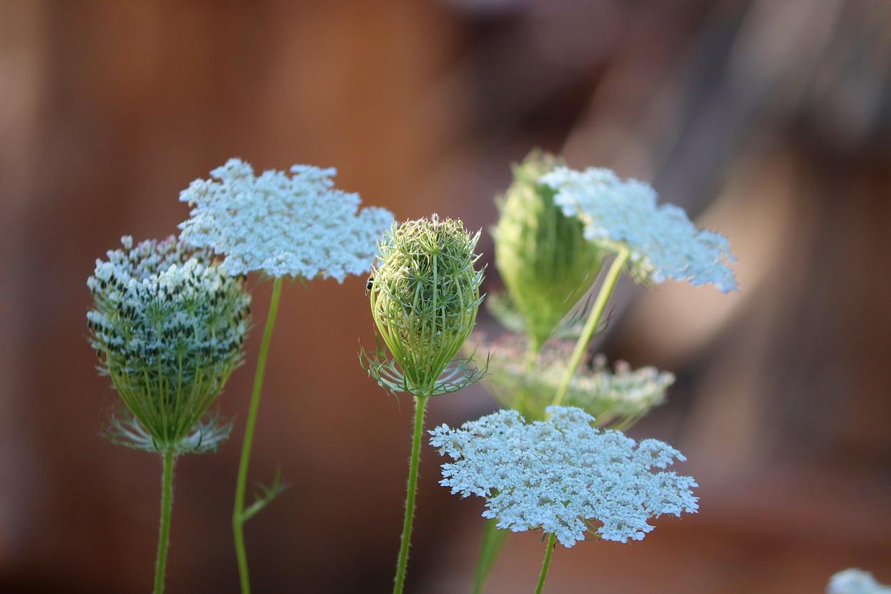 uploads/images/Wild Carrot Flowers 5476094_1280