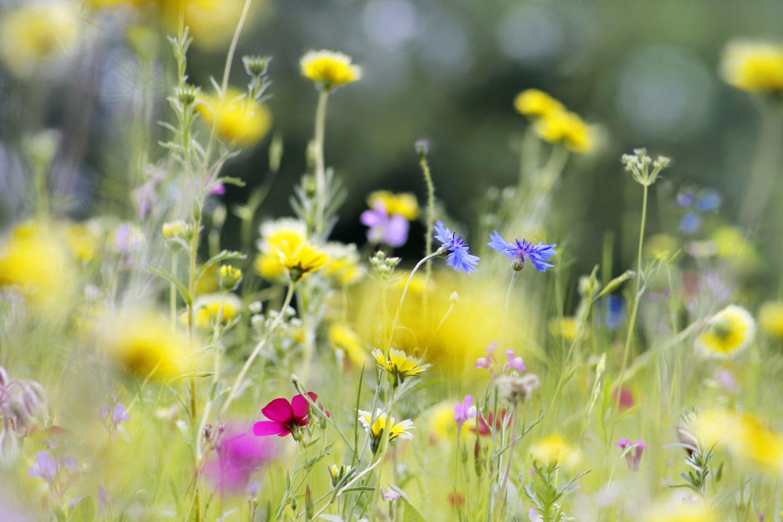 uploads/images/Wildflowersdreamstime_l_15020365 1536x1024