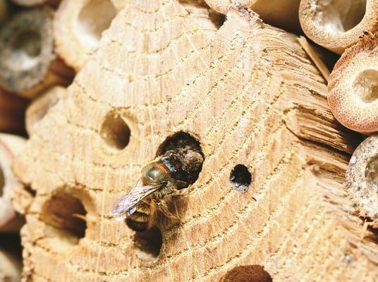 uploads/images/Wildlife Food 536x400