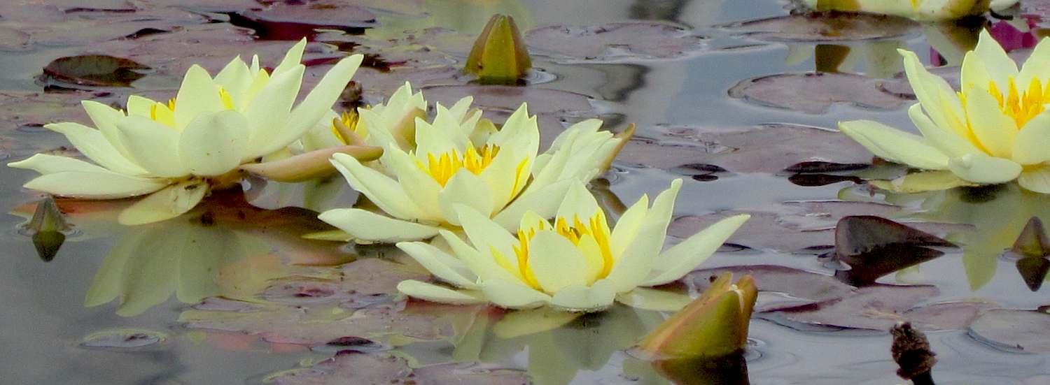 uploads/images/Wn Backgr