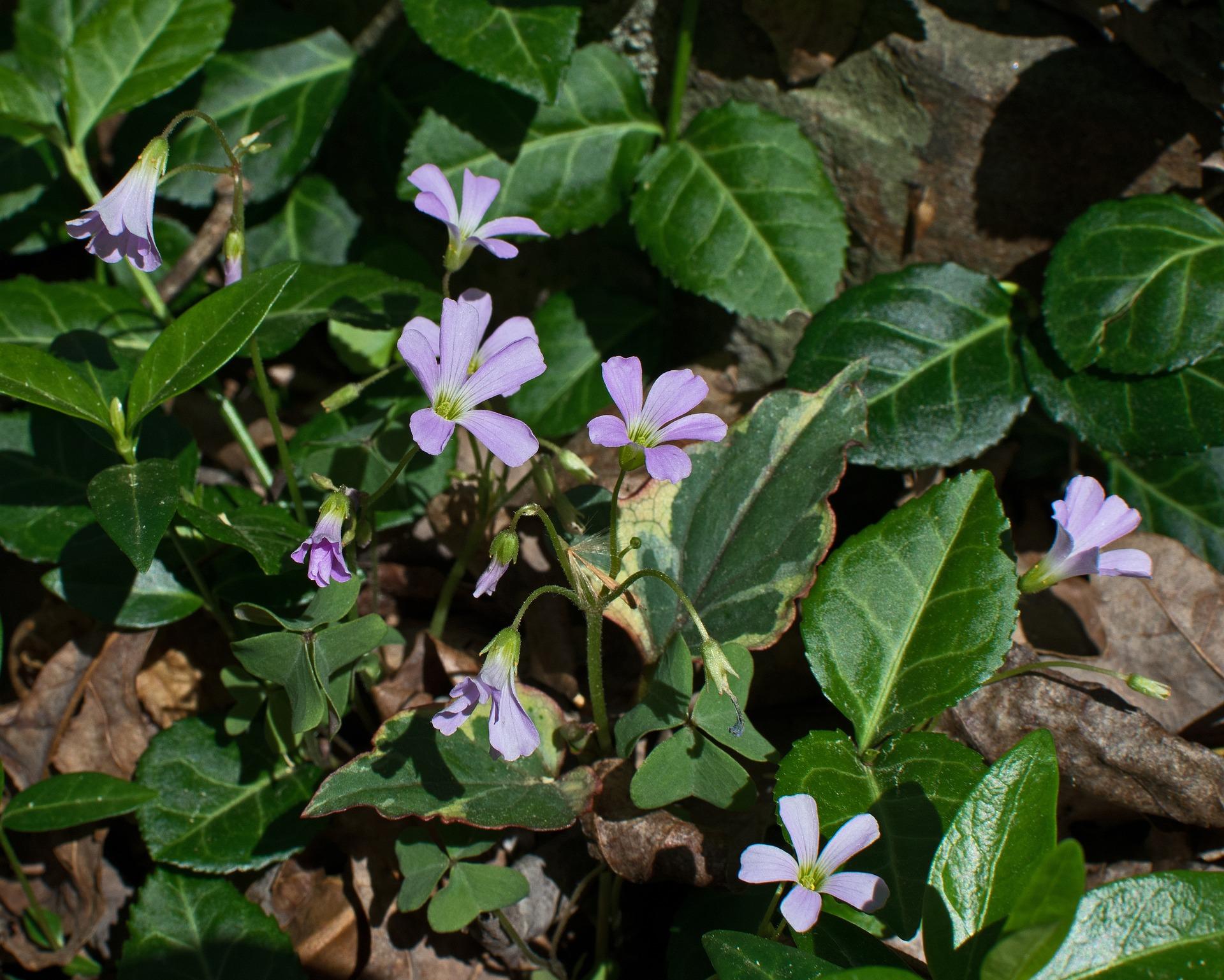 uploads/images/Wood Sorrel 3354879_1920