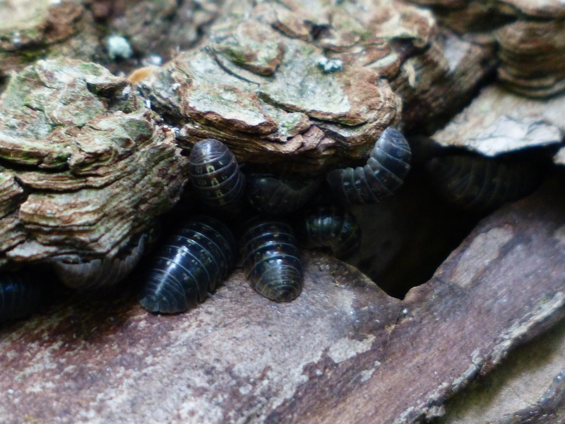 uploads/images/Woodlice 167261_1920