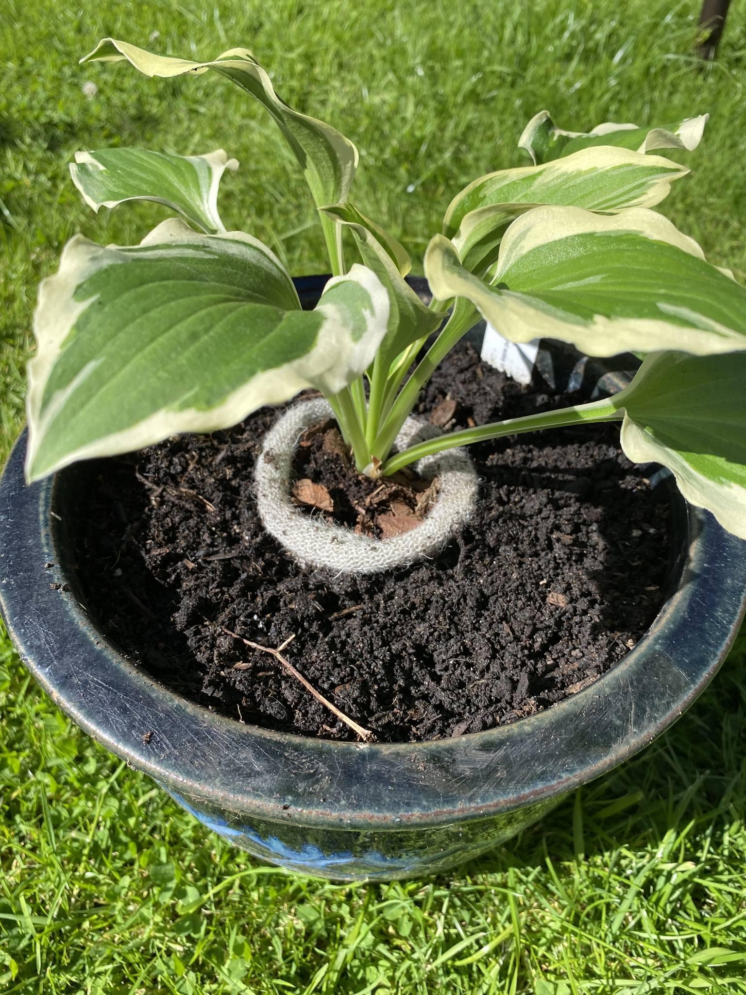 uploads/images/Wool Pots In Pot